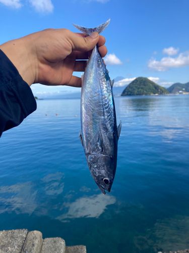 内浦湾（沼津）