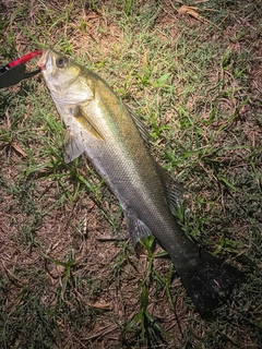 スズキの釣果
