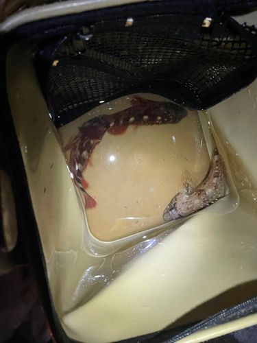 カサゴの釣果