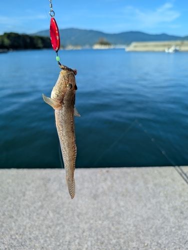 広田湾