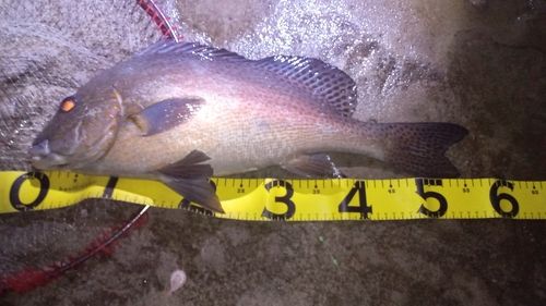 コロダイの釣果