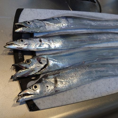 タチウオの釣果
