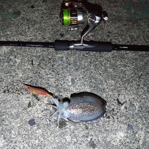 シリヤケイカの釣果