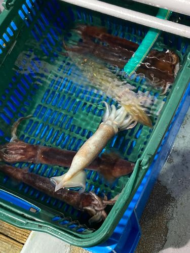 若狭湾
