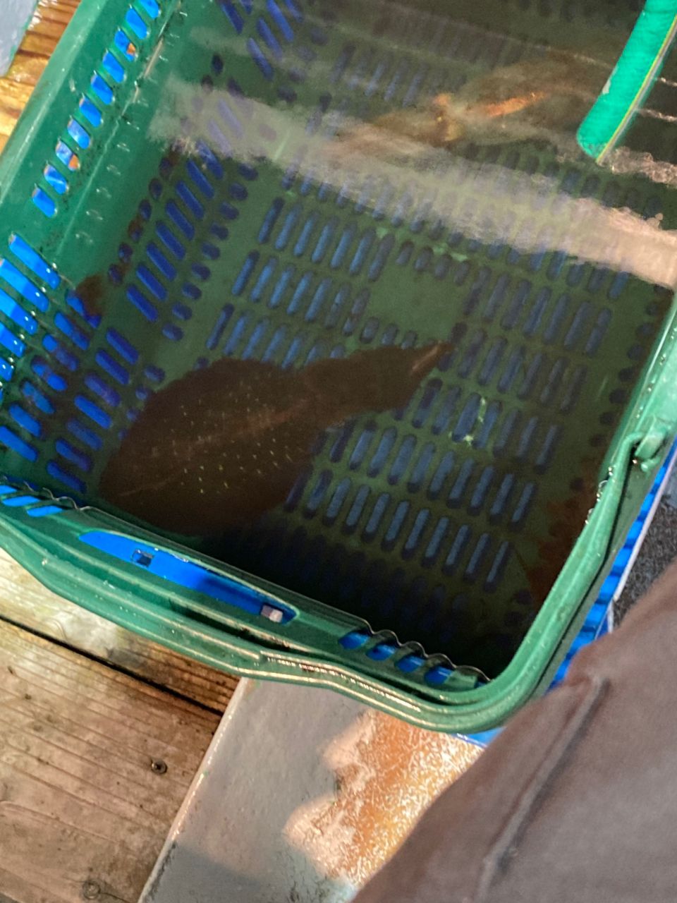 ドッコイサーさんの釣果 2枚目の画像