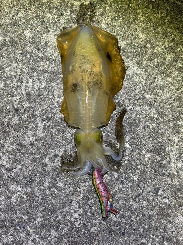五ヶ所湾