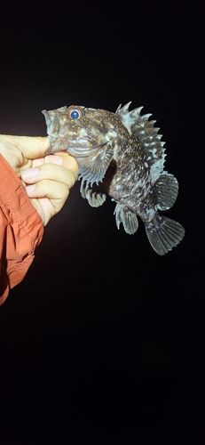 ムラソイの釣果
