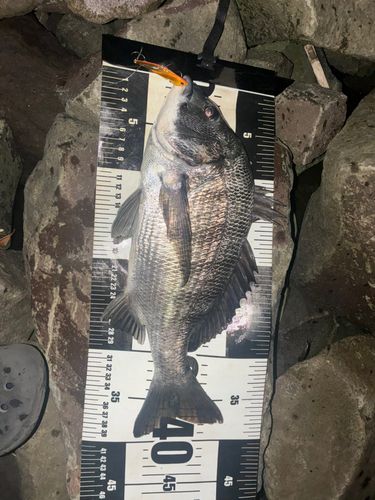 クロダイの釣果