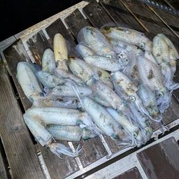 アオリイカ