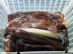スルメイカの釣果
