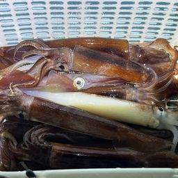 スルメイカ
