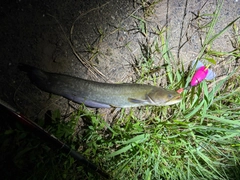 マナマズの釣果