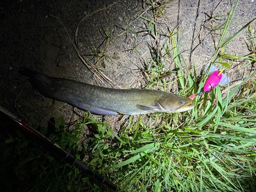 マナマズの釣果