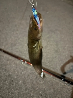 マナマズの釣果