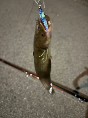 マナマズの釣果