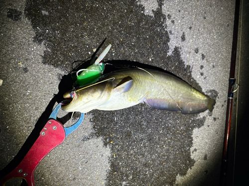 マナマズの釣果