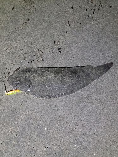 シタビラメの釣果
