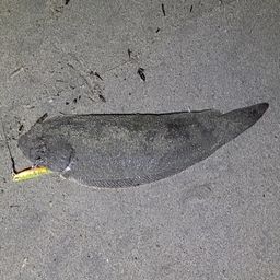 シタビラメ