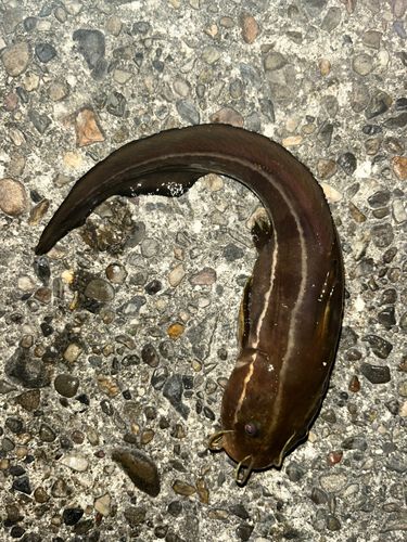 泉佐野食品コンビナート