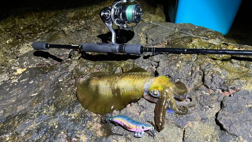 アオリイカの釣果