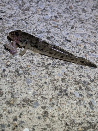 ハゼの釣果