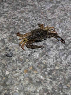 カニの釣果