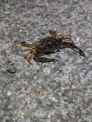 カニの釣果