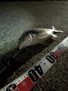 チヌの釣果