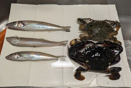 シロギスの釣果