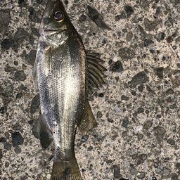 セイゴ（ヒラスズキ）