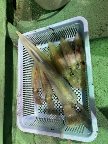 アカイカの釣果
