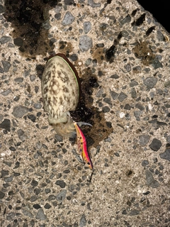 カミナリイカの釣果