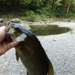 スモールマウスバス