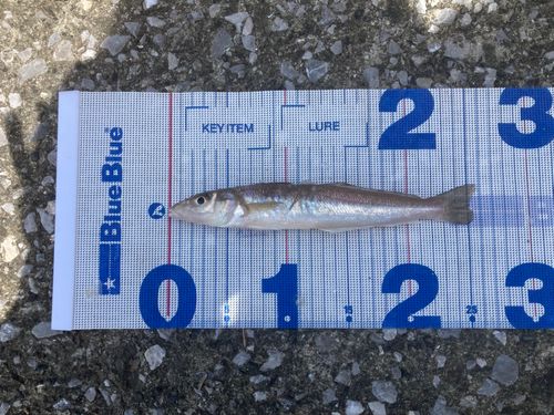 キスの釣果