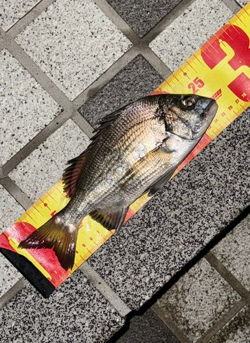 宮津湾