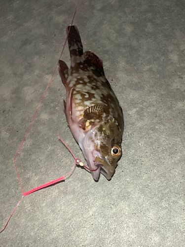 カサゴの釣果