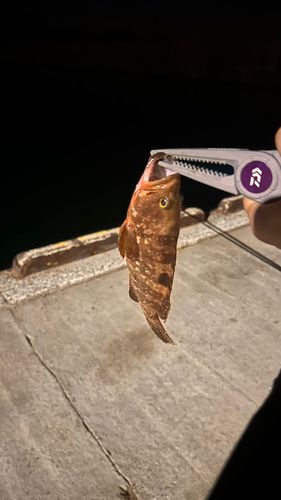 アコウの釣果