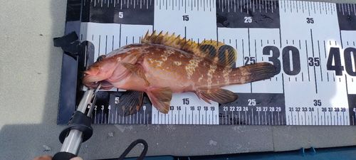 アコウの釣果