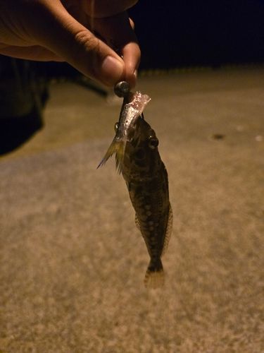 マサバの釣果