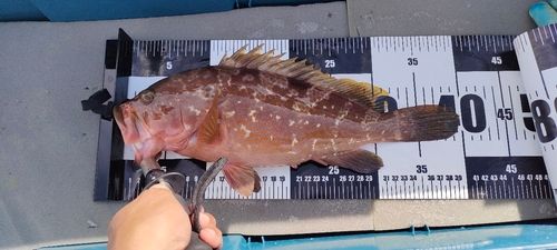 アコウの釣果