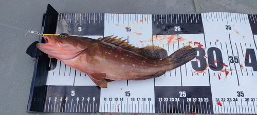 アコウの釣果