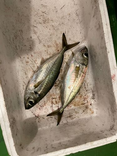 メアジの釣果