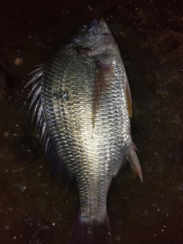 チヌの釣果
