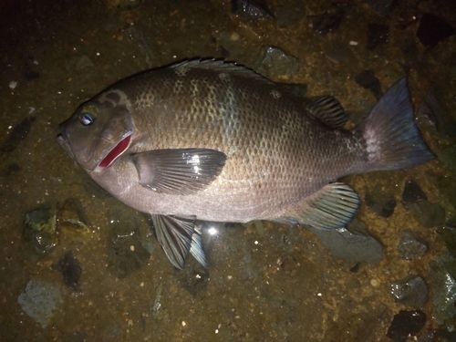 グレの釣果
