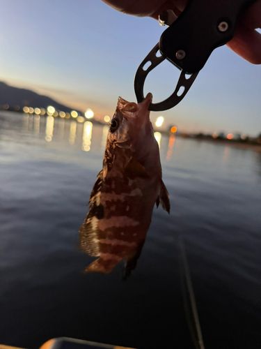 敦賀湾