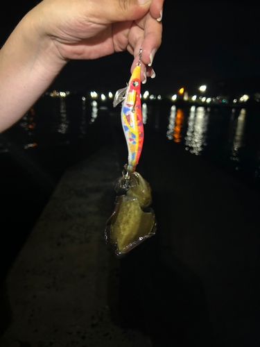 モンゴウイカの釣果