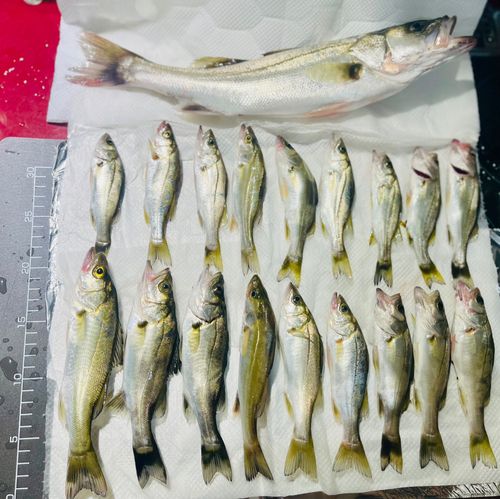 フッコ（マルスズキ）の釣果