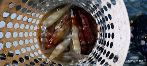 ケンサキイカの釣果