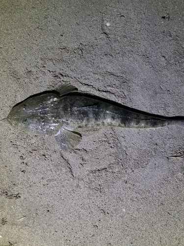 マゴチの釣果