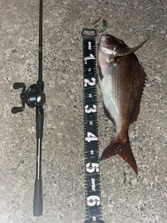 マダイの釣果